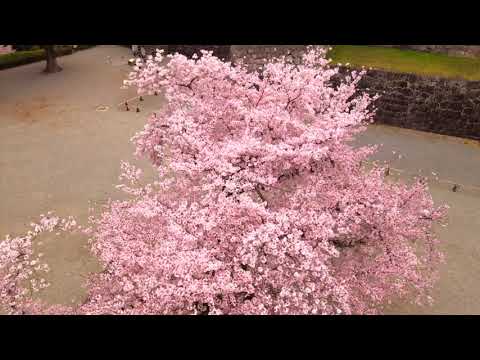 小田原城　桜　ドローン映像