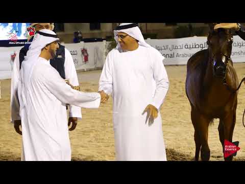 N.366 D MEZYAN - UAE Nationals 2019 - Yearling Colts Championship