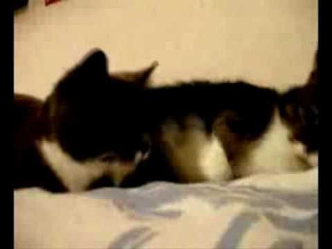 Gatos Falantes Dublado