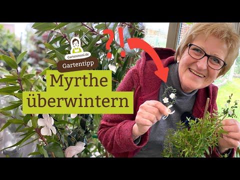 Myrthe überwintern - Eine Pflanze bringt Erinnerungen: Kennst du das Myrthe Bräutigams-Sträußchen?