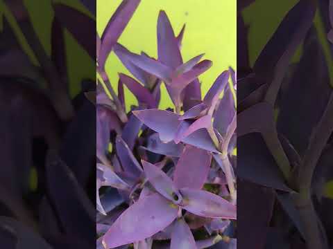 purple heart beautiful flowers 🪻@hadiya00 #flower #yt