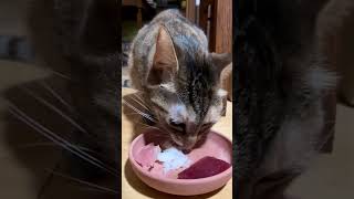 お刺身を食べる猫