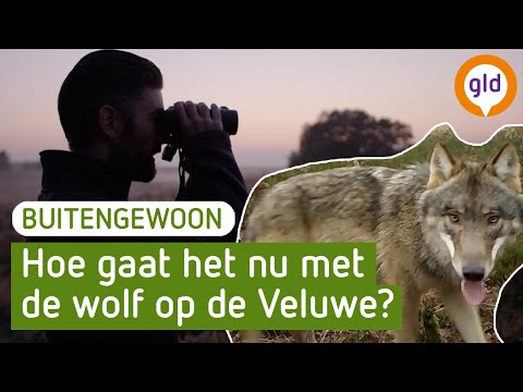 BuitenGewoon - Over wolven op de Veluwe