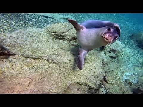 Monachus monachus