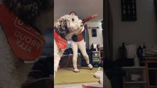 #愛を伝えたいだとか #踊ってみたー#愛犬と一緒