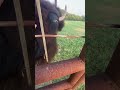 She’s a sweet and beautiful girl! #bison #buffalo #texascountry