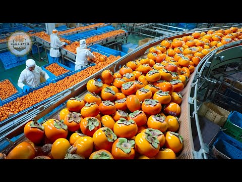 How Millions of Japanese Persimmons Are Processed – The World’s Most Expensive Persimmons