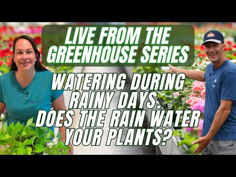 Watering on Rainy Days - Live from the Greenhouse 3/27