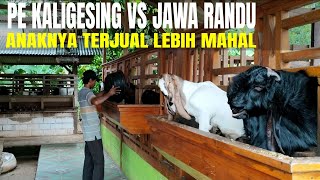 Download lagu KALIGESING AND JAVA RANDU GOAT FARMING mp3 Download lagu KALIGESING AND JAVA RANDU GOAT FARMING mp3