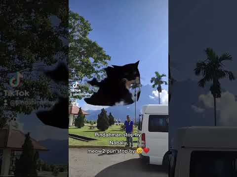 Pindahman stop by #nabalu , meow2 pun ikuts 🥺 #cat #meow #catdance #pindahman #pindahrumah #sabah