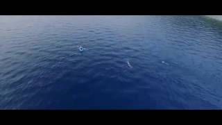 Otto Knows feat. Avicii - Back Where I Belong (OwainBarnett &amp; DwaineBrown) LYRIC VIDEO