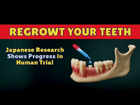 Scientists Reveal How to Regrow Teeth and Replace Dental Implants