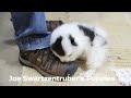 Pomeranian dogs for sale: Annabelle - Video 1