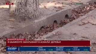 В ШЫМКЕНТЕ ЗАКАТЫВАЮТ В АСФАЛЬТ ДЕРЕВЬЯ