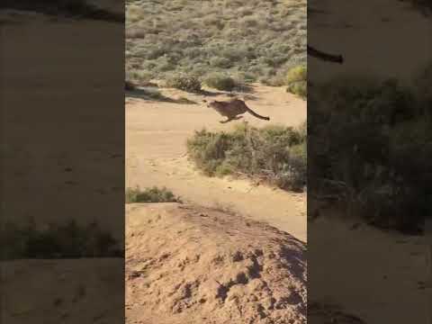 A Cheetah Hunting a Prey Viewed from a Far Distance during a Safari