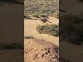 A Cheetah Hunting A Prey Viewed From A Far Distance During A Safari