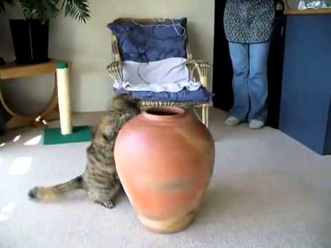 Flexible cat - очень гибкая кошка 