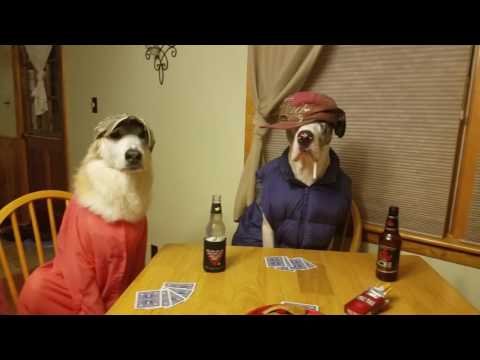 best dog mannequin challenge poker paws