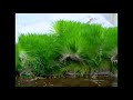 Feeding Hydroponic Fodder To Dairy Cows