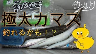 【館山釣り情報】ギリギリ極太カマス！(*'▽')・・・　4/27【釣りっぱり】