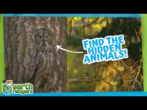 Where Are These Animals Hiding?! | Earth Rangers