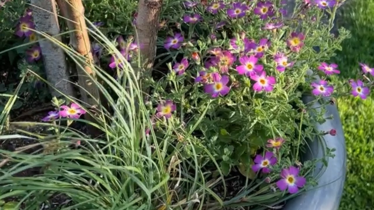 Potted birch tree update 🌿 I added more! (SHORT)