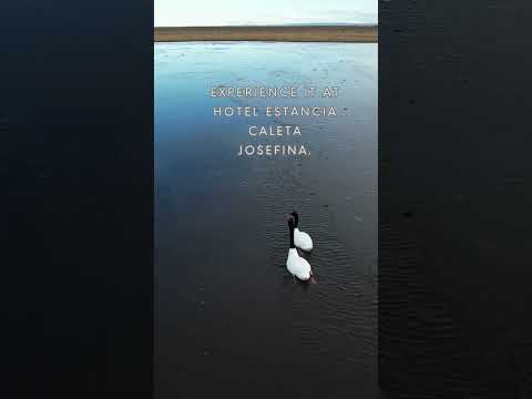 Bird Watching in Tierra del Fuego