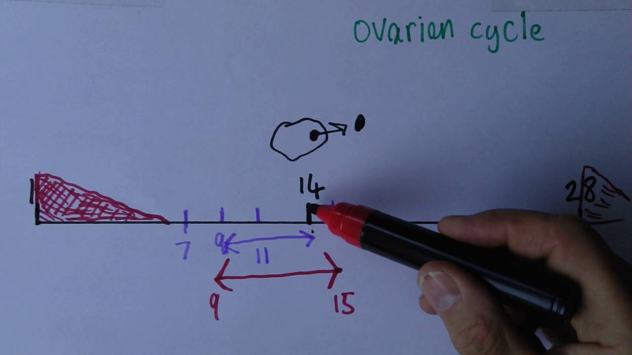 Optimising time for conception - YouTube