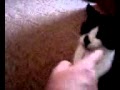 Giving Mila My Tuxedo Cat A Chin Scratch