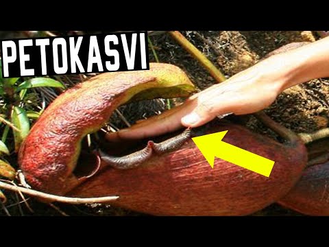 5 Hurjaa Lihansyöjäkasvia! | Verenhimoiset Kasvit