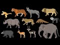 Indian Mammals Animals Series Elephant Tiger Bear The Kids Picture Show Fun Educational