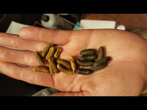 YouTube video about: Can dogs eat guinea pig poop?