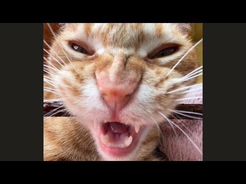 Orange cats with goofy aura