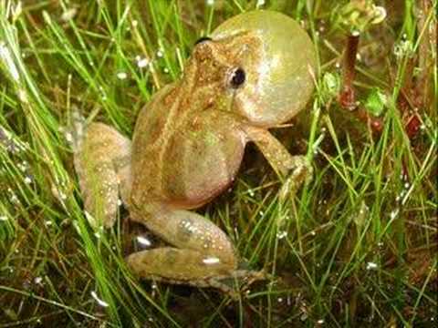 New York Proposes Recovery Plan For Northern Cricket Frog