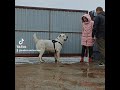 Алабай просто так не кусает! Гретта🤗 Алабай просто так не кусает! Гретта🤗