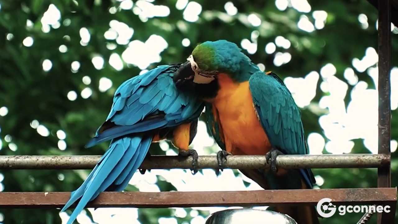 Experience a virtual tour with wildlife encounters at Zoo Melaka.