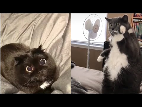 ????Videos de Gatos Engraçados e Loucos #002 Funny And Crazy Cats ????