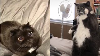 ????Videos de Gatos Engraçados e Loucos #002 Funny And Crazy Cats ????
