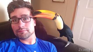 Toucan tries to take his glasses