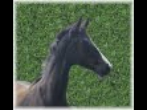 Dynamic Dream x Vitalis * colt born 03.05.21 (Rudilore-Dam-Line)