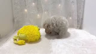 ハーフ犬の動画01