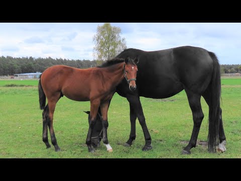 Last Chance - Hengstfohlen von Callaho's BENICIO