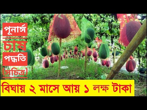 বারো মাসি জাতের তরমুজ চাষ পদ্ধতি