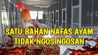 Download lagu jamu ayam bangkok supaya pvkvl4n k3r4s // nafas tidak ngos ngosan mp3