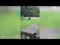 Bear Seen Tearing Through Trash Can In Mims Neighborhood