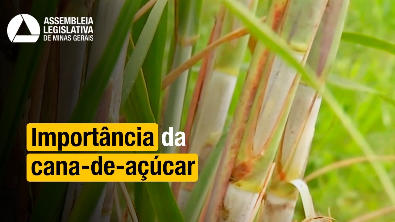 Produtores de cana de açúcar querem incentivos