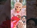 Dekh Lo Monckey Cute Funymonkey Funny Monkey Monkeymonkey