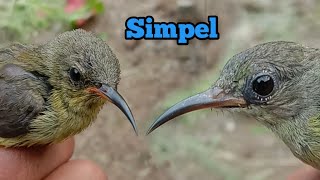 Download lagu Cara Simpel ,Mudah ,Akurat  mengetahui Konin Ijoan Jantan Dan Betina mp3