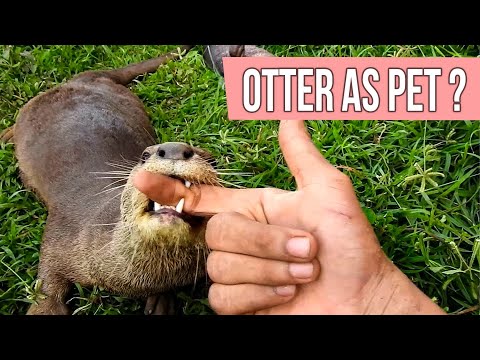 Do Otter Makes Good Pet?