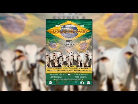 LEILÃO GADO DE CORTE ESTRELA DO AGRO LEILÕES  FAINA-GO 08/02/2026 | Leilão ao Vivo - Leilão de Gado